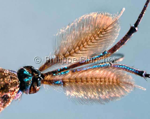 Toxorhynchites haemorrhoidalis.JPG - in "Portraits d'insectes" ed. SeuilToxorhynchites haemorrhoidalisMoustique maleDipteraCulicidaeBresil